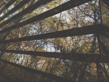 Low angle view of trees