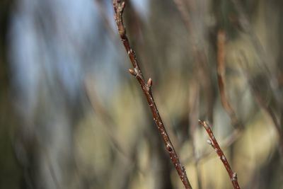 Close-up of plant