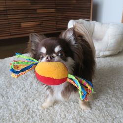 Portrait of chihuahua carrying toy in mouth on rug at home