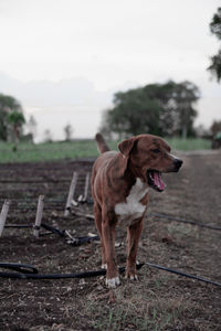 Dog standing on field