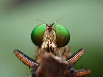 Robberfly, the face of a robber insect