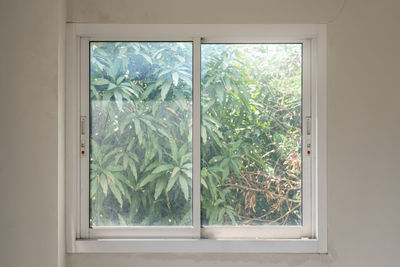 Close-up of plants seen through window