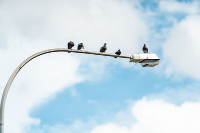 Low angle view of birds perching on cable