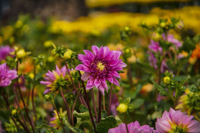 Close-up of bee pollinating flower