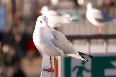 Close-up of seagull perching outdoors