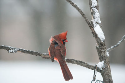 Close-up of bird perching on branch