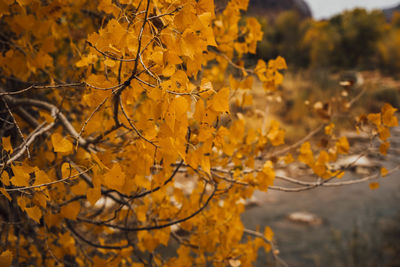 Close-up of yellow autumn tree