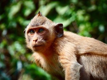 Portrait of monkey sitting on a tree