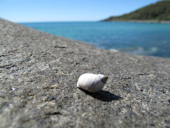 Close-up of shells on beach