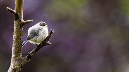 Close-up of bird perching on branch