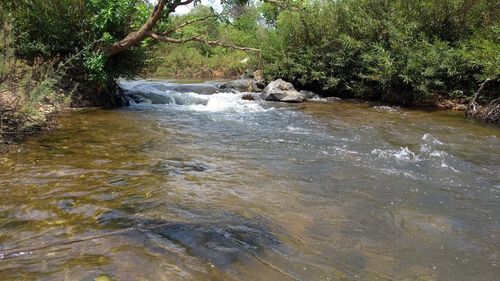 River flowing in forest
