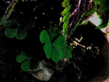 High angle view of potted plant on field