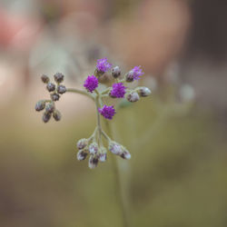 Close-up of purple flowering plant