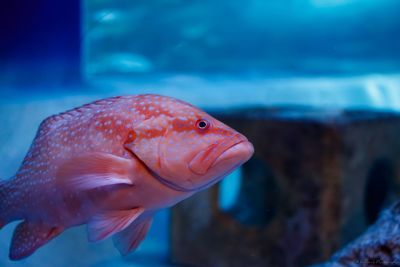 Close-up of fish swimming in aquarium