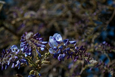 Close-up of purple flowering plant