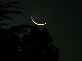 Low angle view of silhouette trees against sky at night