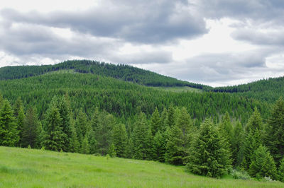 Scenic view of pine trees against sky