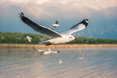 Seagulls flying in the sky