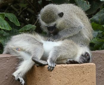 Close-up of monkey sitting outdoors