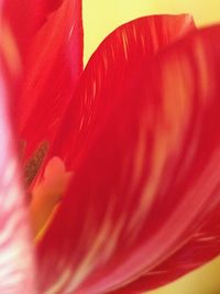 Close-up of pink flower