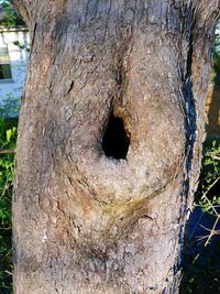 Close-up of hole on tree trunk