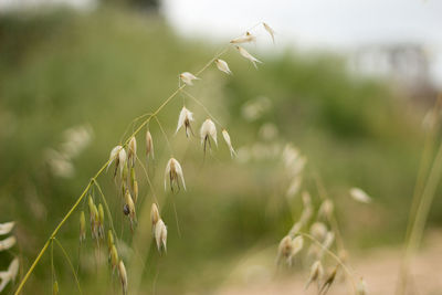 Close-up of flowering plants on field