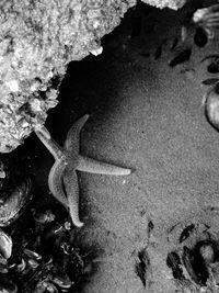 Close-up of starfish on beach