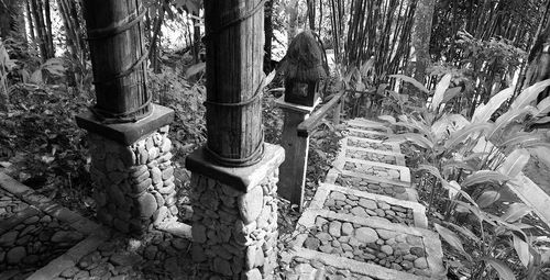 Tilt image of tree trunks in forest