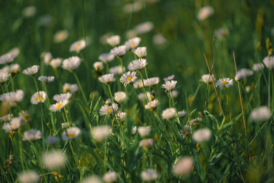 Close-up of flowering plants on field