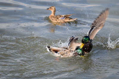 Ducks swimming in lake