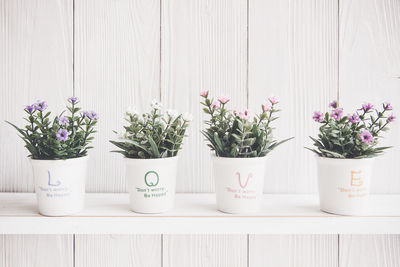 Potted plants on table against white wall