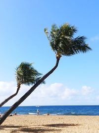 Low angle view of bending palm trees on beach against clear blue sky