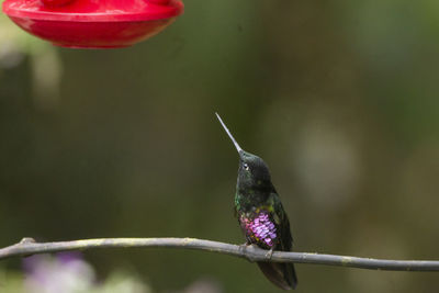 Close-up of bird perching on leaf