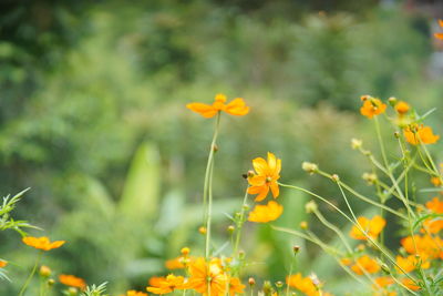 Close-up of yellow flowering plants on field