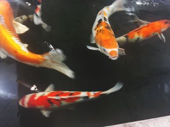 Fish swimming in water