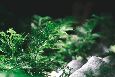 Close-up of plant growing on tree