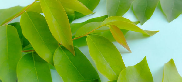 Close-up of green leaves