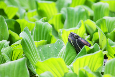 Turtle amidst water lettuce