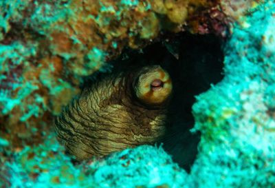 Close-up of coral in sea