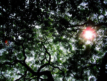 Low angle view of trees against sky