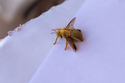 Close-up of bee
