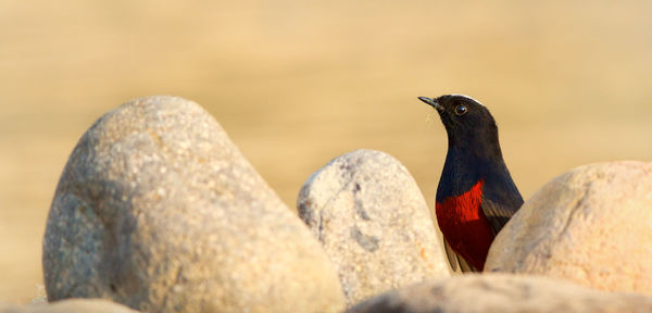 Close-up of birds perching on rock