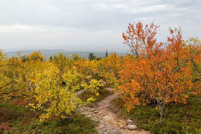 Scenic view of yellow autumn trees against sky