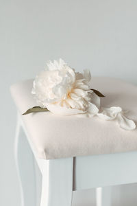 Close-up of white rose on table