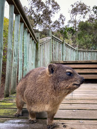 View of an animal on fence