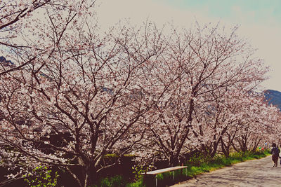 Cherry blossoms in park against sky