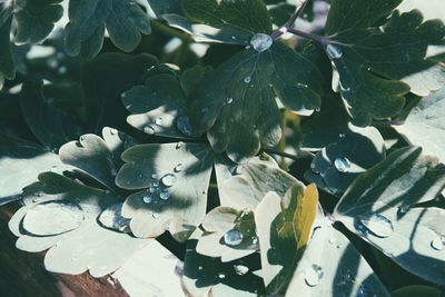 Close-up of leaves