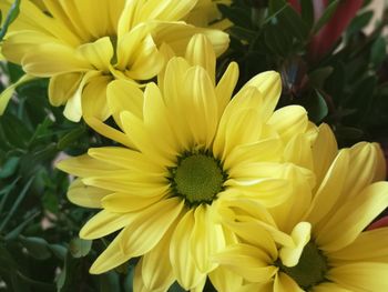 Close-up of yellow flower