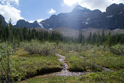 River flowing through forest