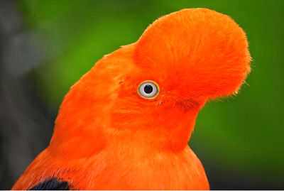 bird